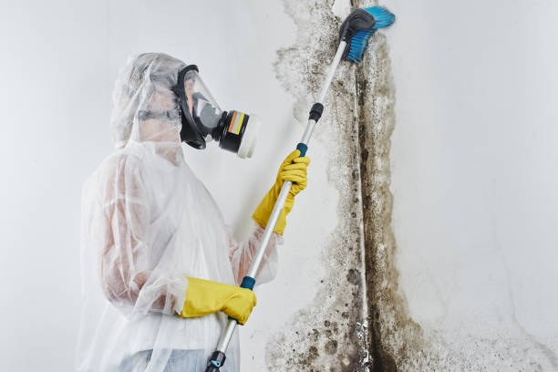 Certified Mold Removal in Deep River Center, CT