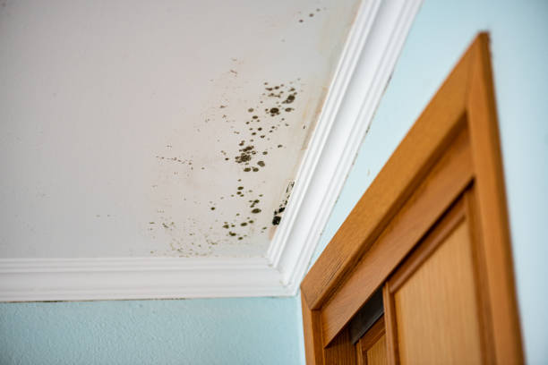 Mold Removal Process in Deep River Center, CT