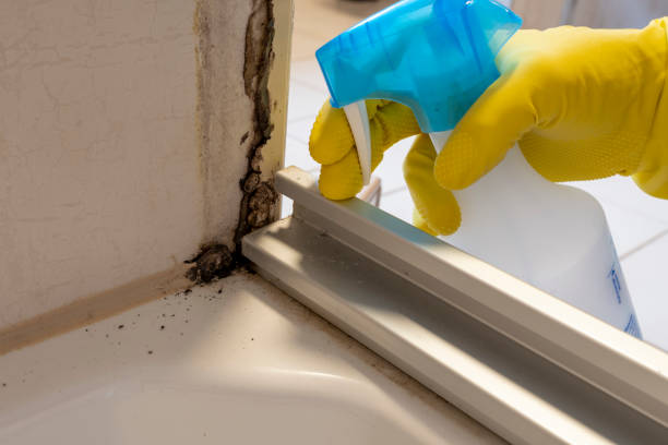 Best Affordable Mold Removal  in Deep River Center, CT