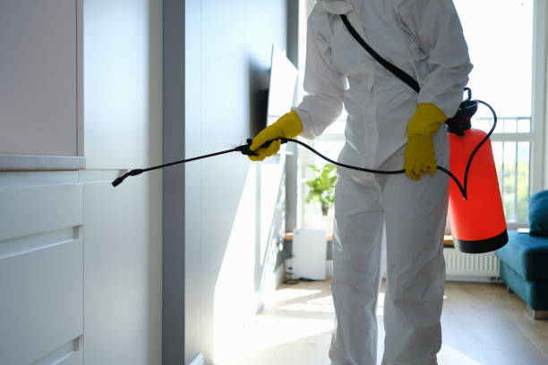 Professional Mold Removal in Deep River Center, CT