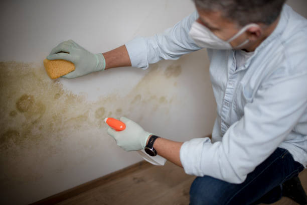 Best Attic Mold Removal  in Deep River Center, CT