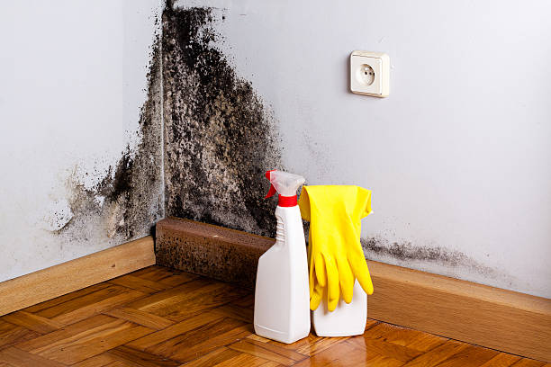 Best Local Mold Removal Service  in Deep River Center, CT
