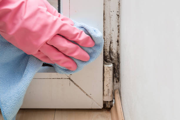 Best Fast Mold Removal  in Deep River Center, CT