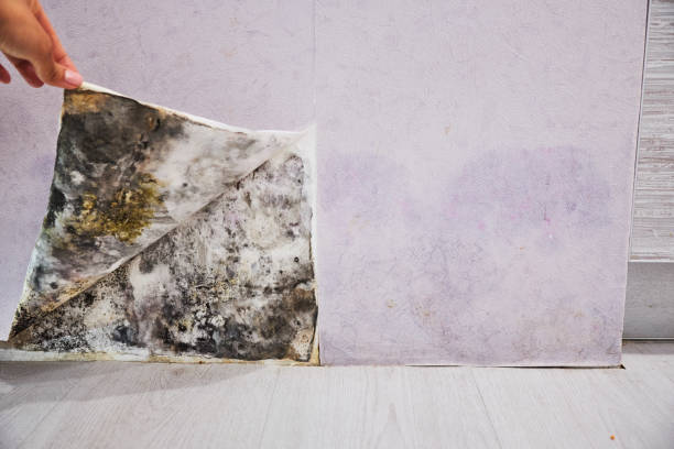 Best Same-Day Mold Removal  in Deep River Center, CT